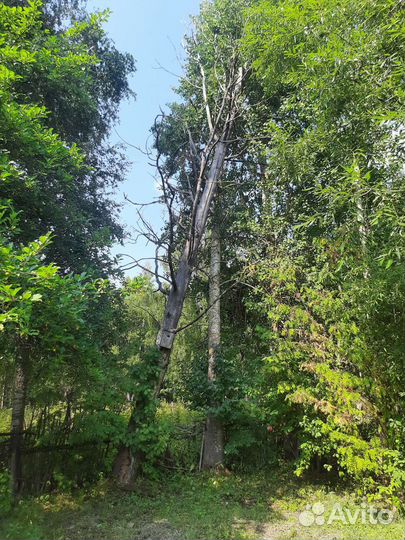 Спил деревьев