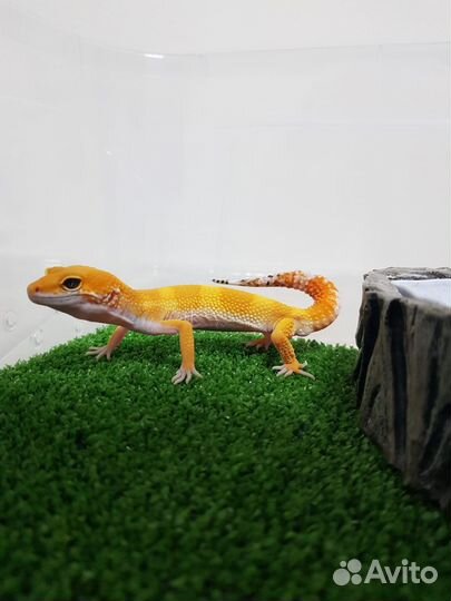 Геккон эублефар. Малыш