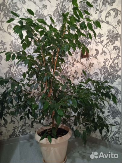 Фикус бенджамина