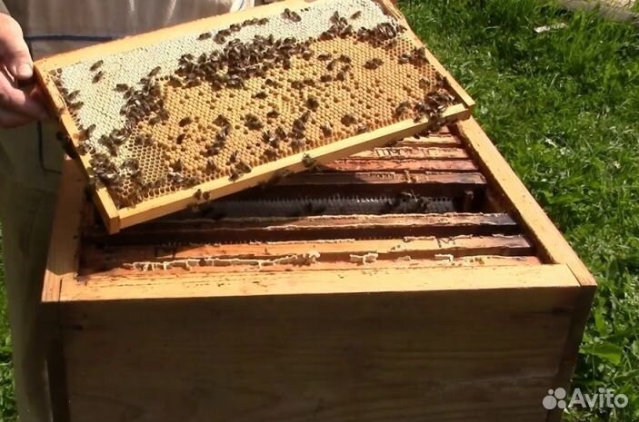 Мед Алтайский опт