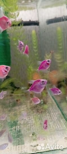 Аквариумные рыбки