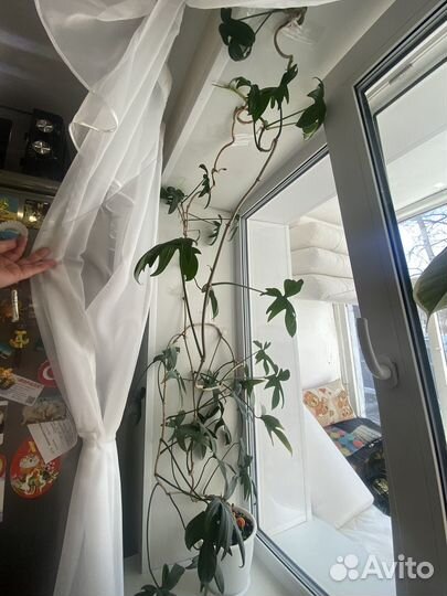 Филодендрон