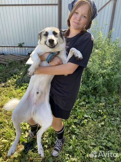 Метис лайки Шуртк