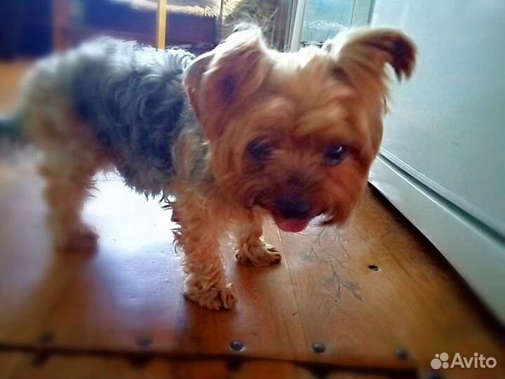 Йоркширский терьер