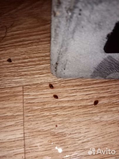 Уничтожение насекомых:тараканы,клопы,блохи и т.д