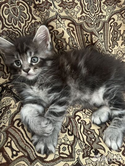 Котята мейн-кун