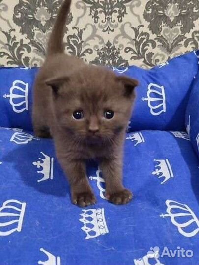 Котята Шотландской вислоухой