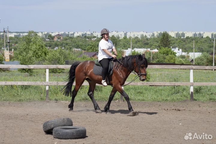 Жеребец, 2 кобылы, мерин