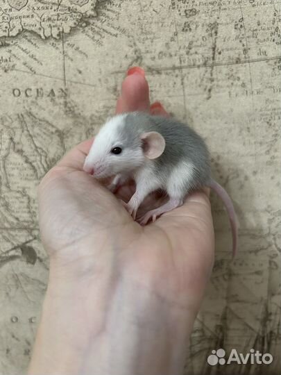 Крысята Дамбо девочки