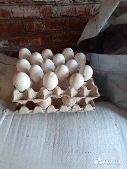 Яйцо инкубационное гусиное