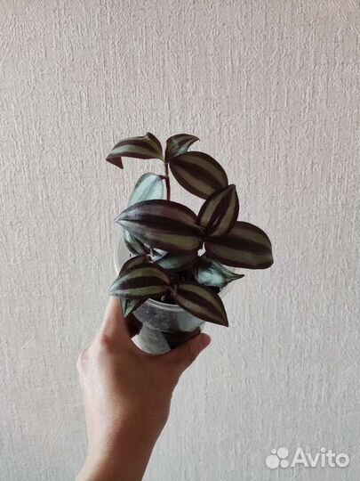 Кактус опунция и традесканция