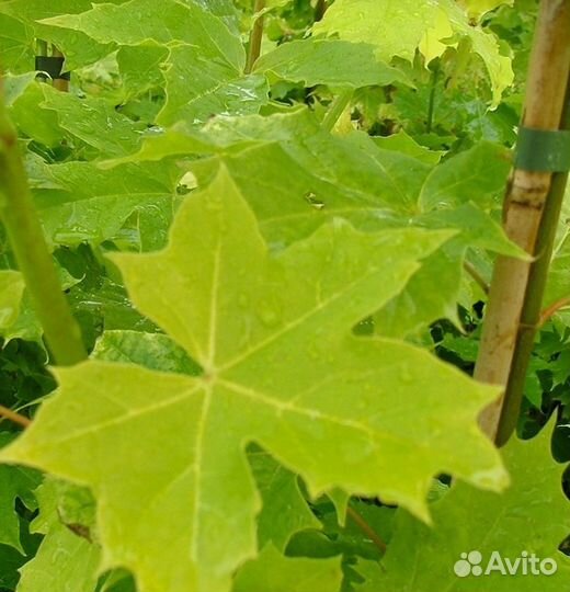 Саженцы клена