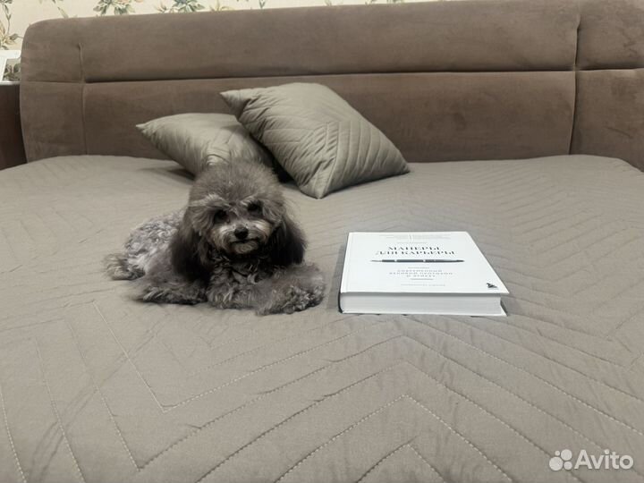 Пудель Тедди Китай