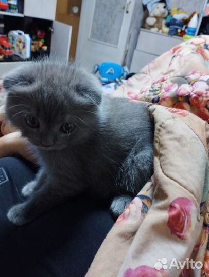 Шотландский вислоухий