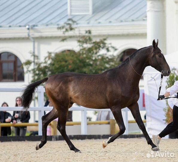 Жеребец на случку