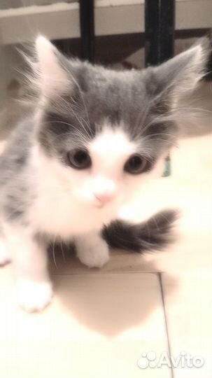 Котёнок бесплатно