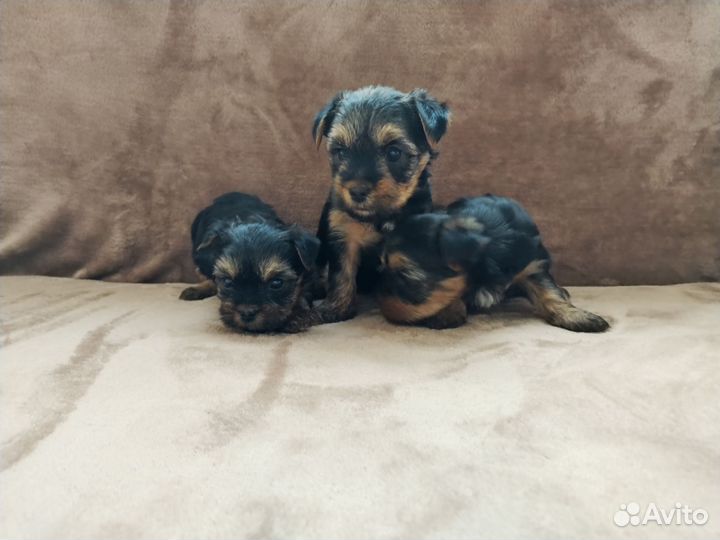 Йоркширский терьер