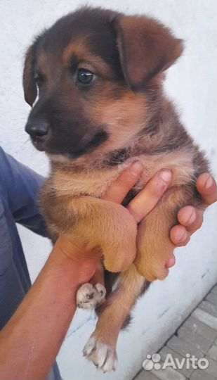 Спасите Прошу