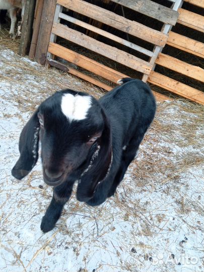 Нубийские козлята и козочки