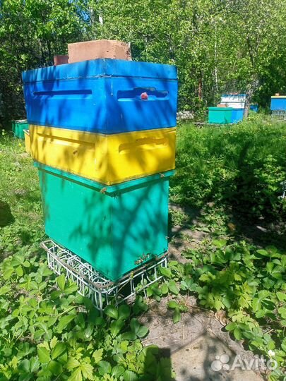 Пчелосемьи