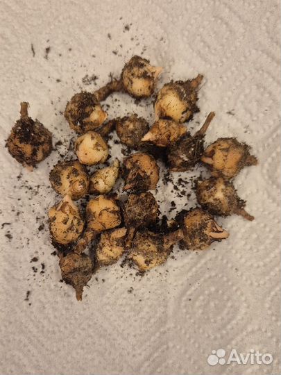 Алоказия полли