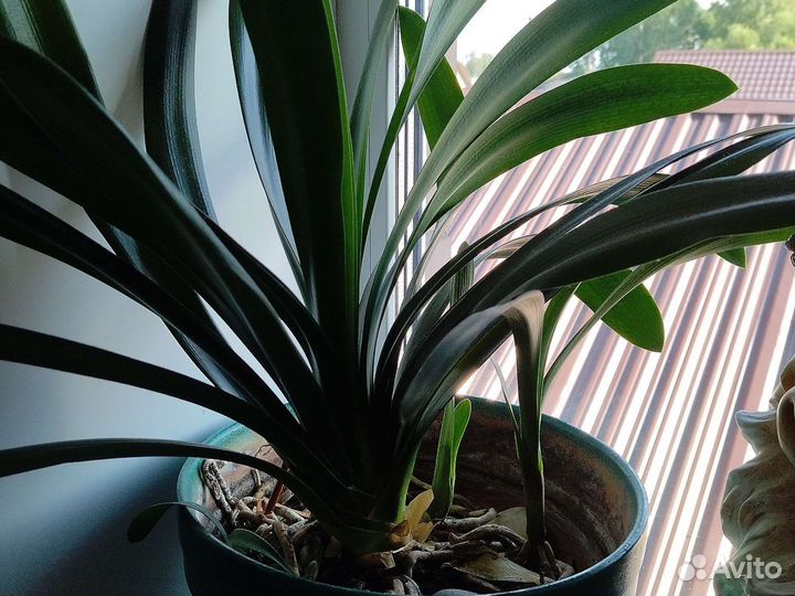 Кливия детки