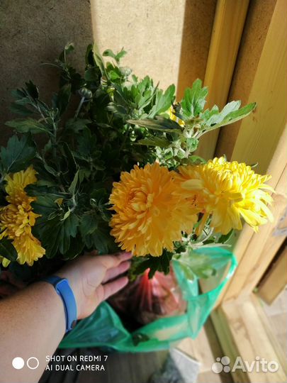 Хризантемы 9 сортов