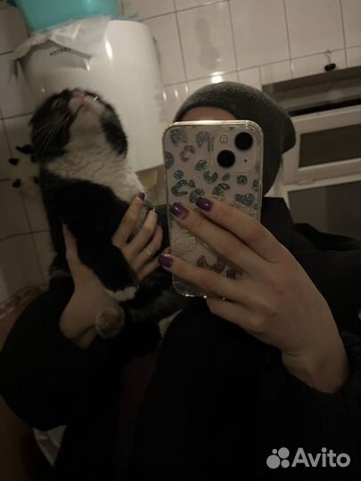 Найден кот чёрный вислоухий