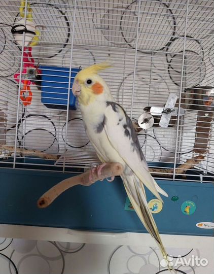 Попугай Корелла с клеткой