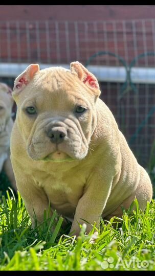 Мальчик Американского булли