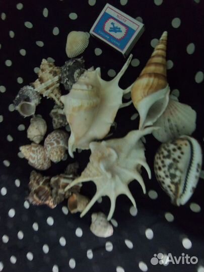 Морские ракушки