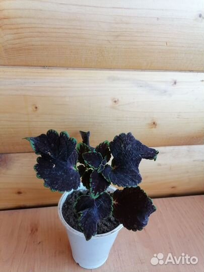 Колеусы вегетативные каллизия