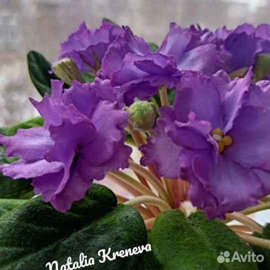 Фиалка из фоамирана