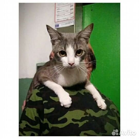 Кот 1 год метис Сфинкса