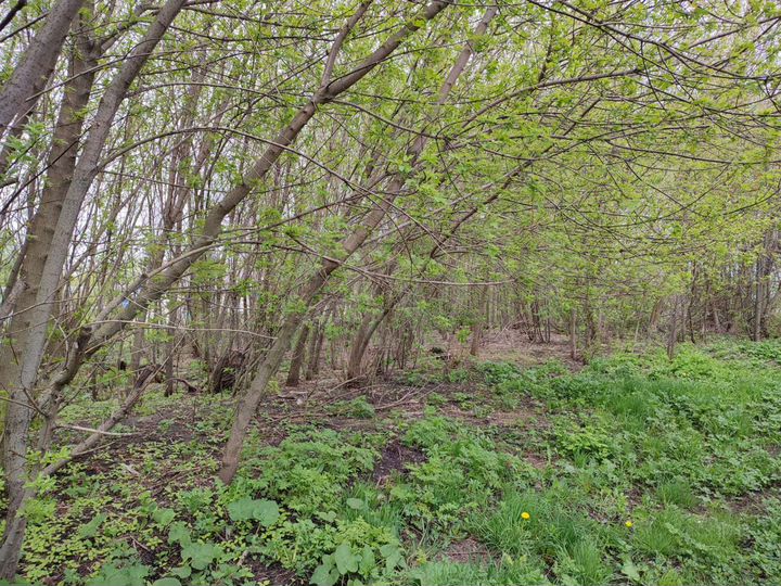 Участок 26,4 сот. (ИЖС)