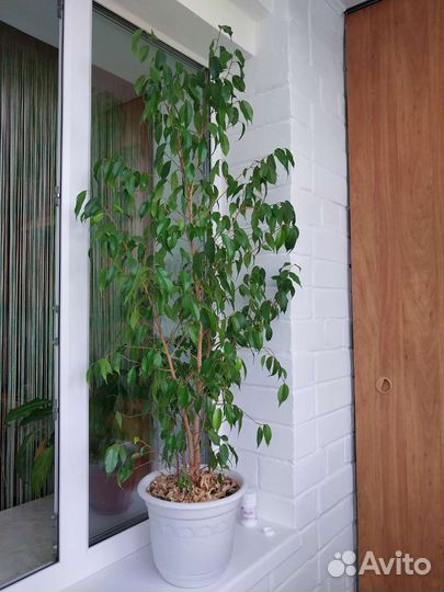 Комнатные цветы