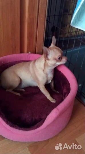 Взрослая девочка чихуахуа документы РКФ