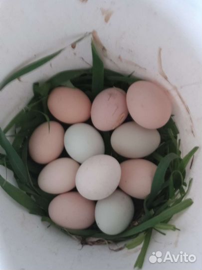 Домашнее куриное яйцо