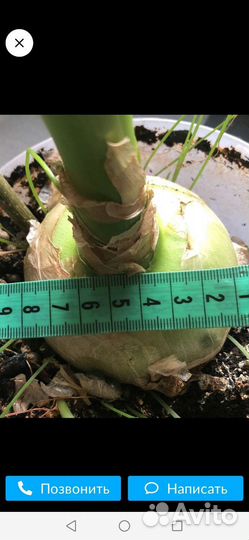 Индийский лук