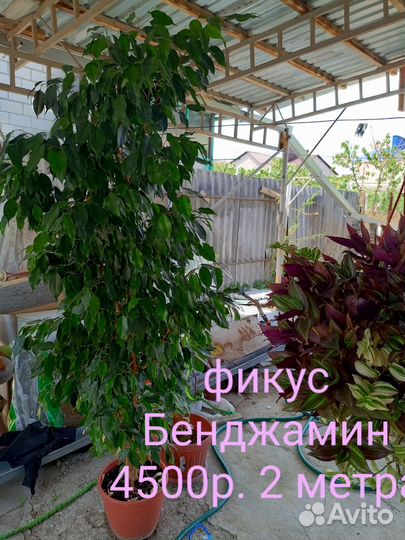 Кактусы и суккуленты