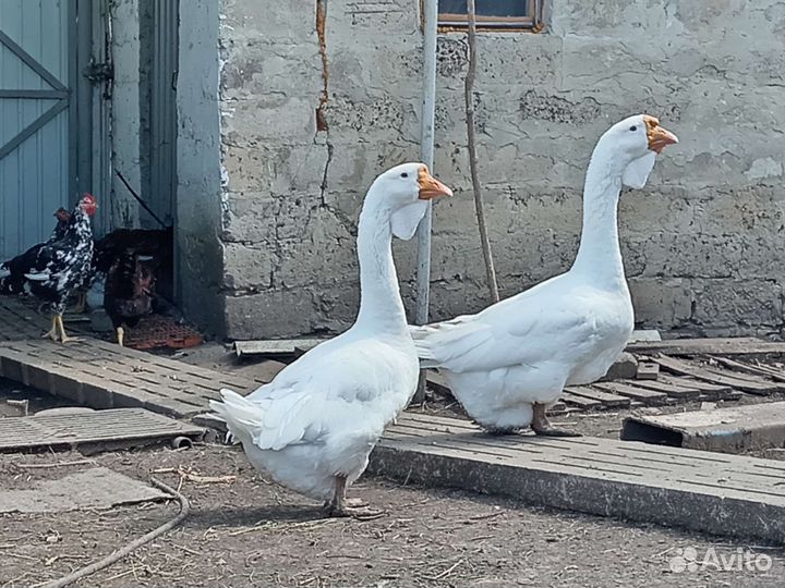 Гуси холмогоры