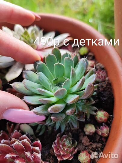 Молодило каменная роза сортовое гибридное