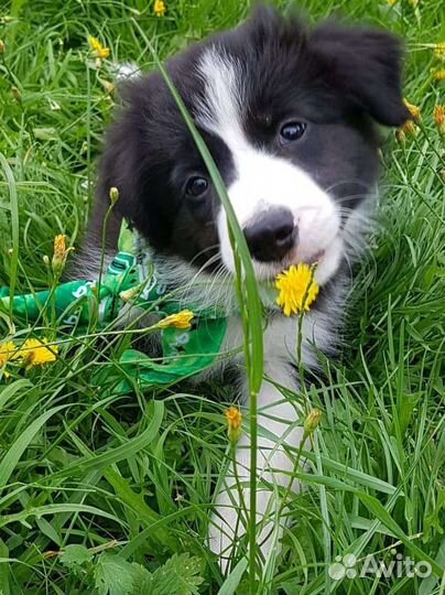 Фантастические щенята бк