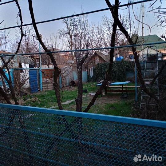 Передержка собак (без клеток)