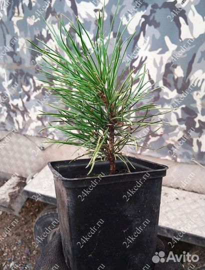 Саженцы кедра