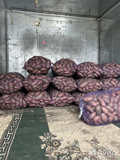 Семена Картофеля