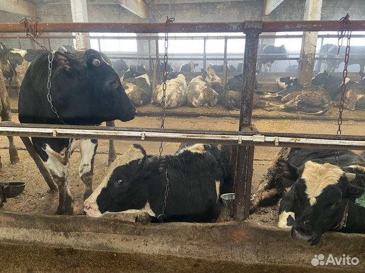 Быки живой вес. 50 голов. Телятина. Говядина