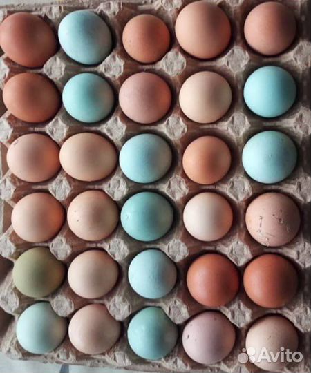 Куры несушки молодки доминанты