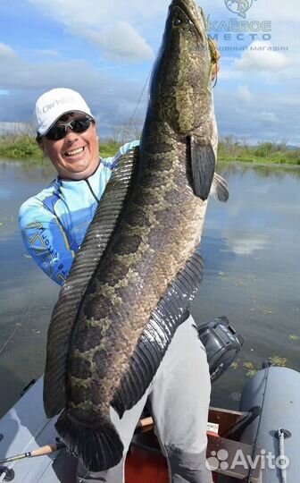 Свежая Рыба змейголов