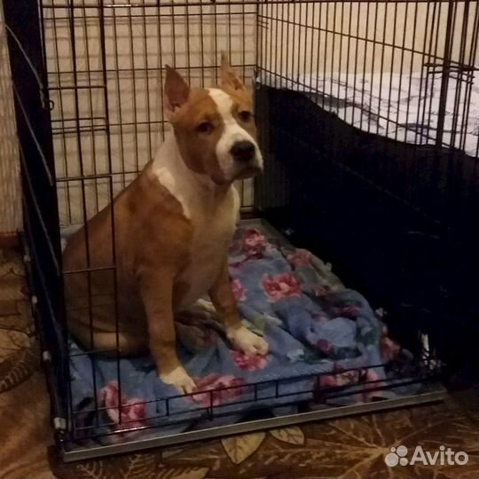 Клетка вольеры для собак